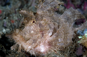 Banda Sea 2018 - DSC05607_rc - Weedy scorpionfish - poisson scorpion feuillu - Rhinopias frondosa